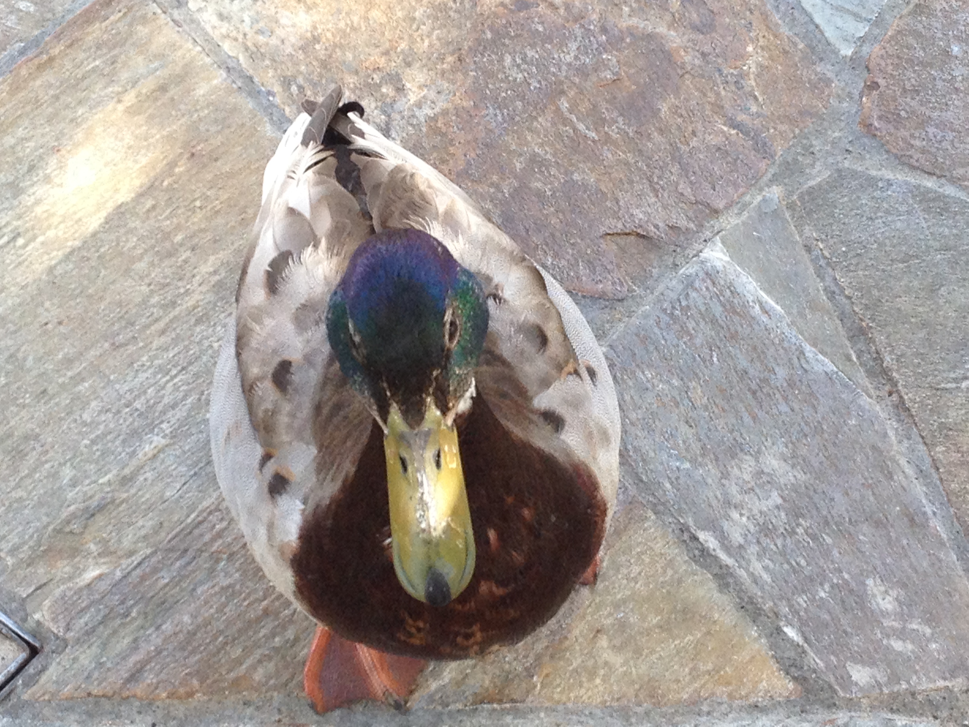 My ducky little friend from Disneyland